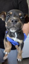 adoptable Dog in  named *ZOOM