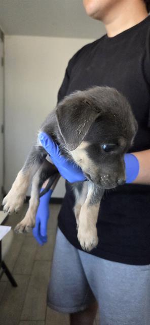 adoptable Dog in Lake Isabella, CA named *ZING
