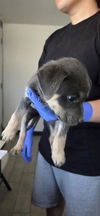 adoptable Dog in  named *ZING