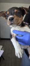 adoptable Dog in  named *ZAPPY
