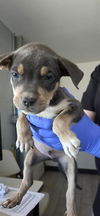 adoptable Dog in  named *ZANY