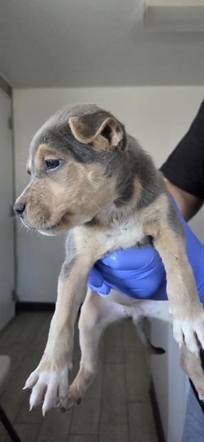 adoptable Dog in Lake Isabella, CA named *ZILLOW