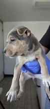 adoptable Dog in  named *ZILLOW