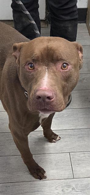 *EDDY - Pit Bull Terrier available for adoption
