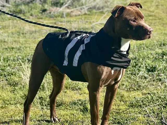 Eddy - Pit Bull Terrier