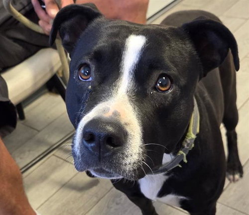 picture of the dog needing adoption