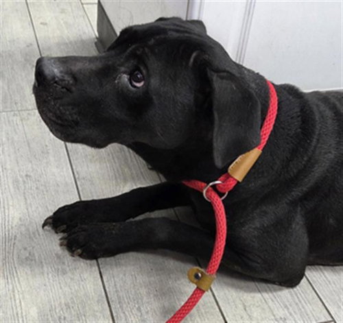 *HARPER, an adoptable Labrador Retriever in Lake Isabella, CA