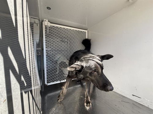 *CHAOS, an adoptable Border Collie in Lake Isabella, CA