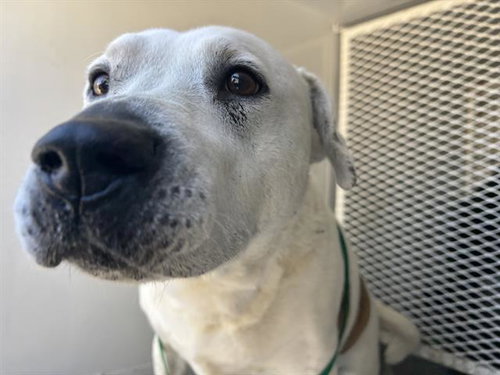 *MR HAPPY/CASANOVA, an adoptable Pit Bull Terrier in Lake Isabella, CA