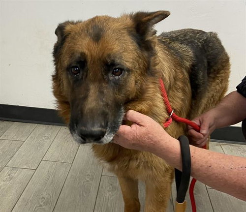 KYROS, an adoptable German Shepherd Dog in Lake Isabella, CA