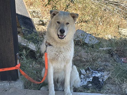 * SHREK, an adoptable Alaskan Malamute in Lake Isabella, CA
