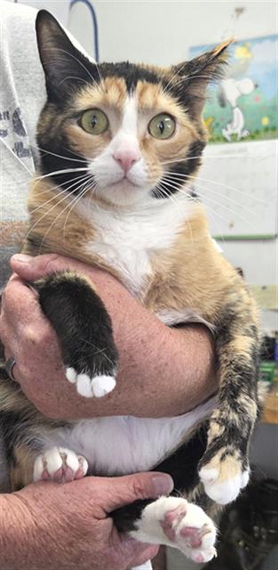 *RIPLEY, an adoptable Domestic Short Hair in Lake Isabella, CA