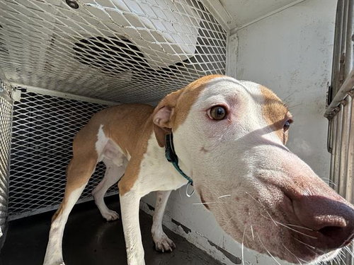 * JACKSON, an adoptable Pit Bull Terrier in Lake Isabella, CA