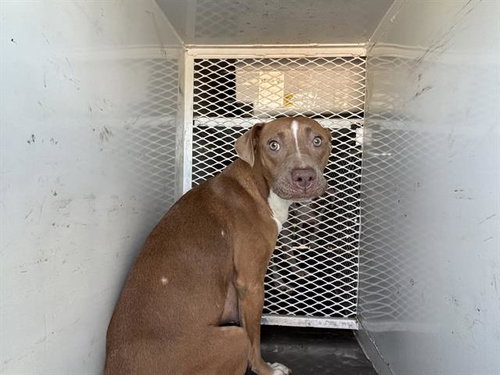 * ANYA, an adoptable Pit Bull Terrier in Lake Isabella, CA