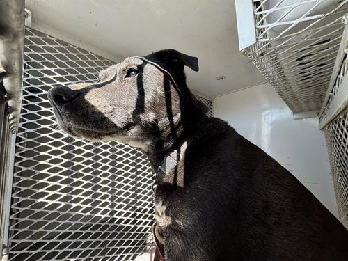 GRIZZLY, an adoptable Pit Bull Terrier in Lake Isabella, CA