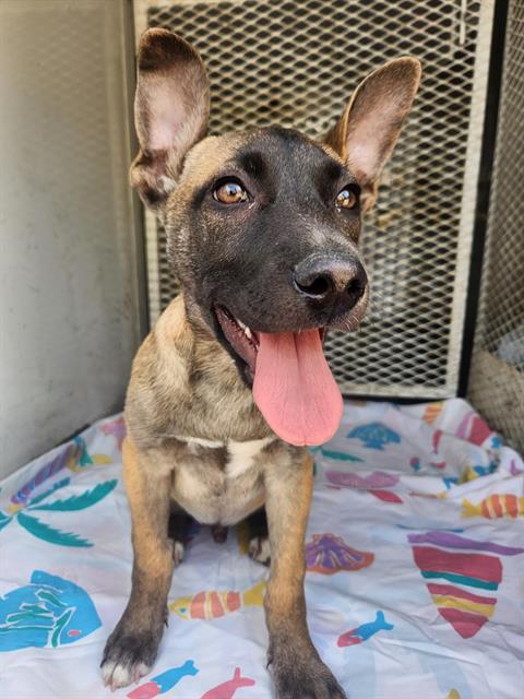 A1245014, an adoptable Belgian Shepherd Malinois in Lake Isabella, CA