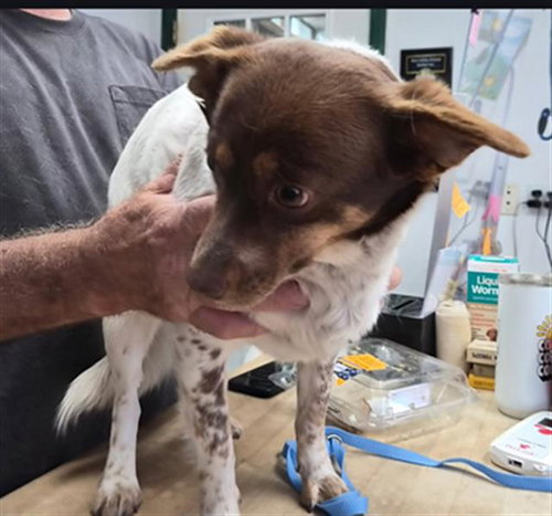 picture of the dog needing adoption