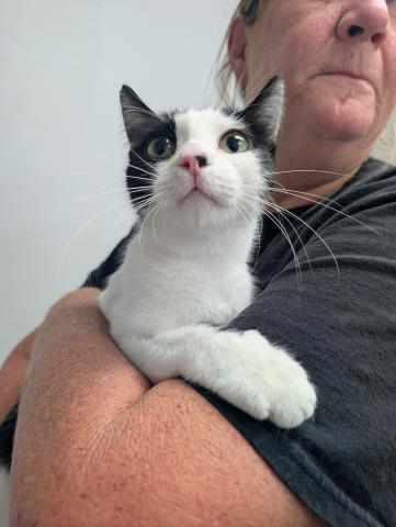 SILHOUETTE, Adult Domestic Medium Hair (medium coat), cat for adoption in Porterville, California