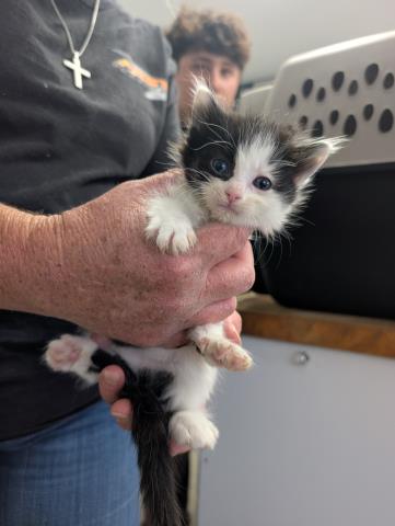*UMBRA, Baby Domestic Medium Hair (medium coat), cat for adoption in Porterville, California