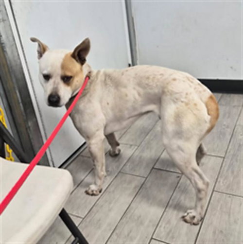 *RAMSEY, an adoptable Pit Bull Terrier in Lake Isabella, CA