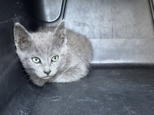 A1247678, an adoptable Russian Blue in Lake Isabella, CA