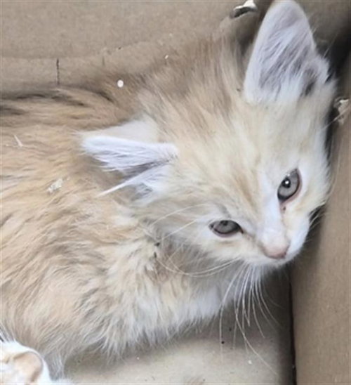 *MILO, an adoptable Domestic Long Hair in Lake Isabella, CA