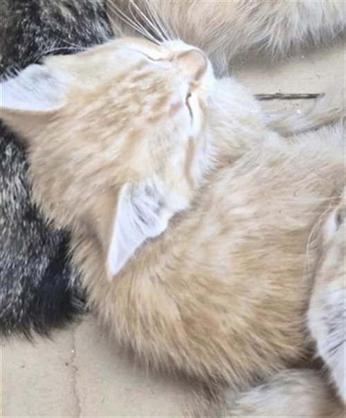 *LEO, an adoptable Domestic Medium Hair in Lake Isabella, CA