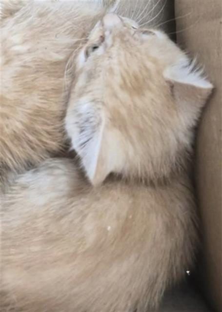 *OLIVER, an adoptable Domestic Medium Hair in Lake Isabella, CA