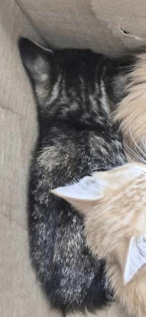 *TIFF, an adoptable Domestic Medium Hair in Lake Isabella, CA