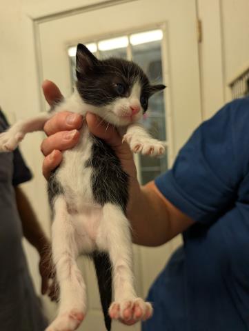 *AMANDA, an adoptable Domestic Long Hair in Lake Isabella, CA