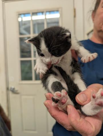 *FESTER, an adoptable Domestic Long Hair in Lake Isabella, CA