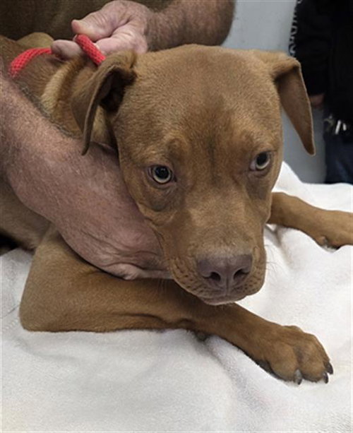 *ABLE, an adoptable Pit Bull Terrier in Lake Isabella, CA