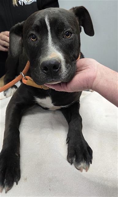 *KEVIN, an adoptable Pit Bull Terrier in Lake Isabella, CA