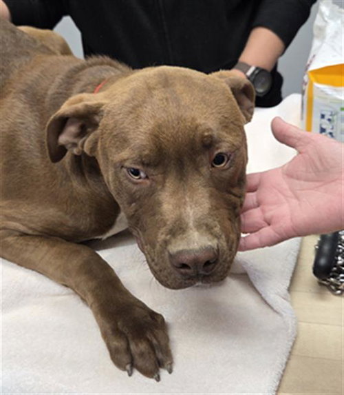 *MITCH, an adoptable Pit Bull Terrier in Lake Isabella, CA