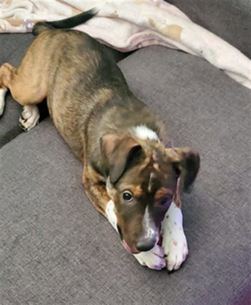 *CARA/ LOVE, an adoptable Queensland Heeler in Lake Isabella, CA