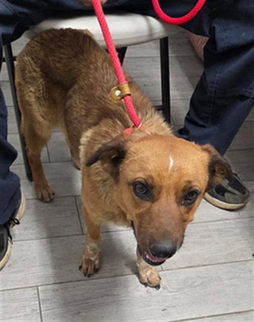 SNAP, an adoptable Queensland Heeler in Lake Isabella, CA
