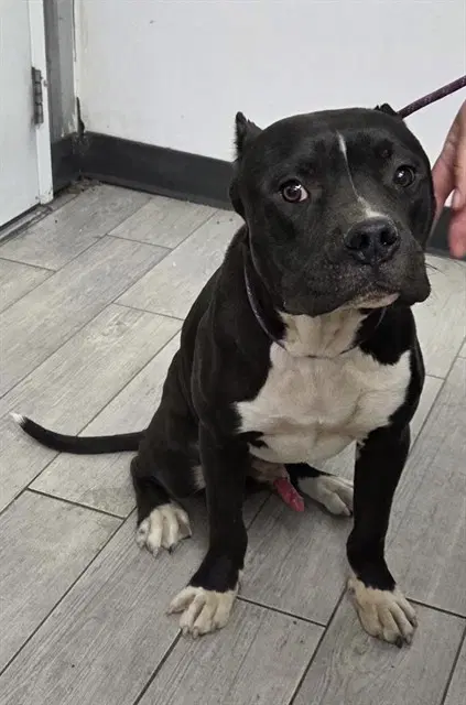 Jerry - Pit Bull Terrier
