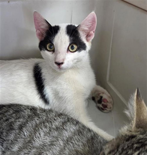 *WALLY, Baby Domestic Short Hair (medium coat), cat for adoption in Delano, California