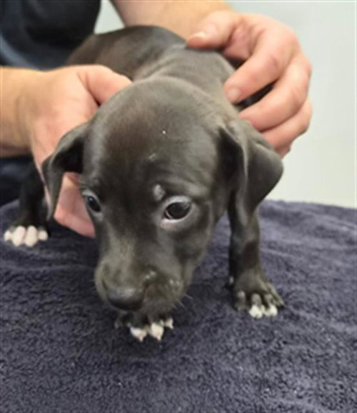 *DORIS, an adoptable Labrador Retriever in Lake Isabella, CA