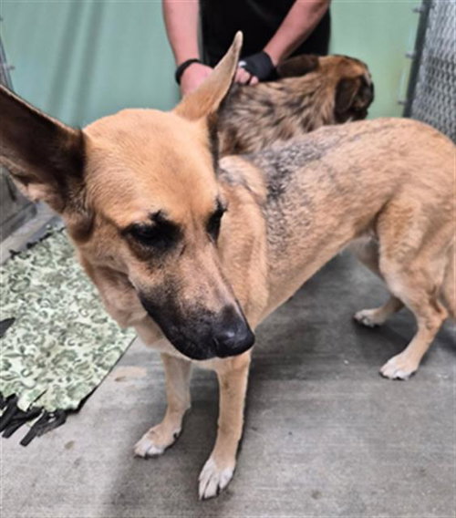 MIA, an adoptable German Shepherd Dog in Lake Isabella, CA
