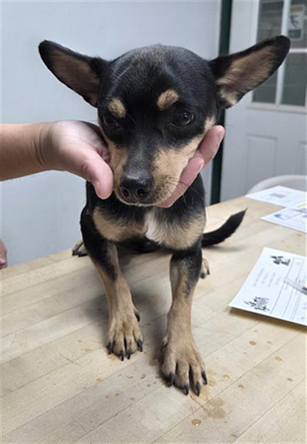 *SANDERS, an adoptable Chihuahua in Lake Isabella, CA