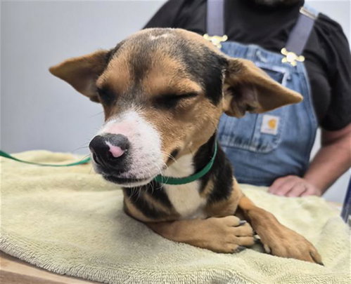 BRUTUS, an adoptable Chihuahua in Lake Isabella, CA