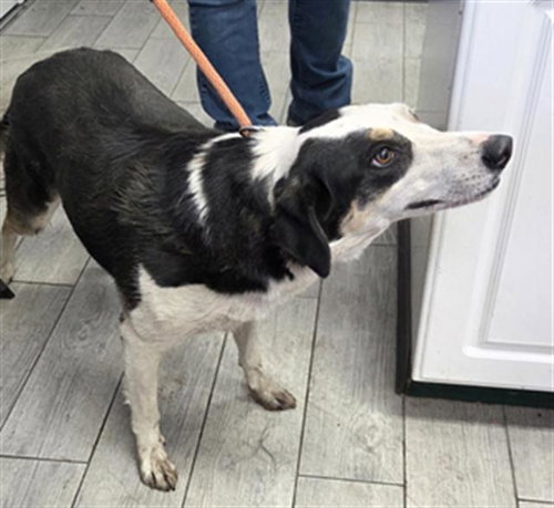 PUPAROE, an adoptable Border Collie in Lake Isabella, CA