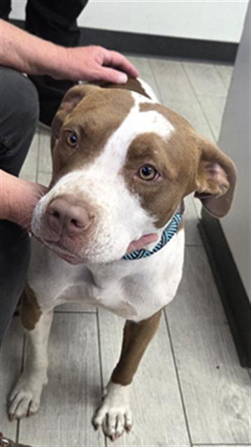 * RILEY, an adoptable Pit Bull Terrier in Lake Isabella, CA