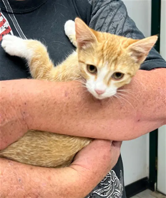 Mango - Domestic Short Hair