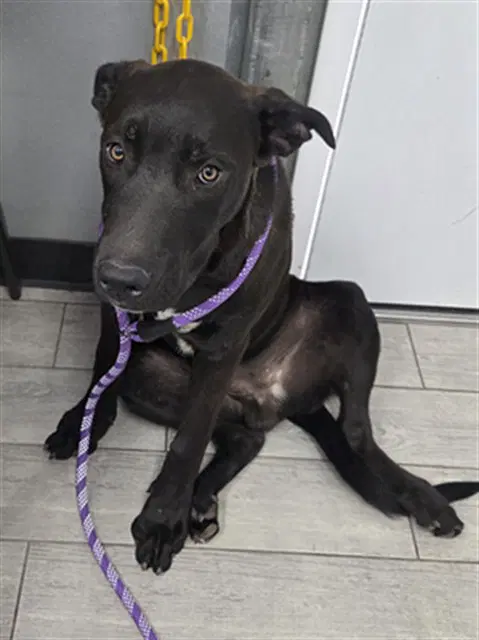 Tiramisu - Labrador Retriever