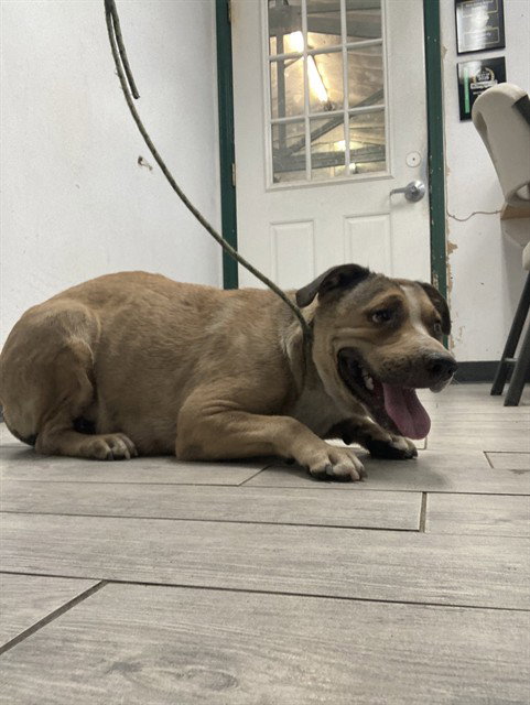 picture of the dog needing adoption