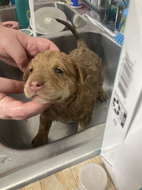 picture of the dog needing adoption