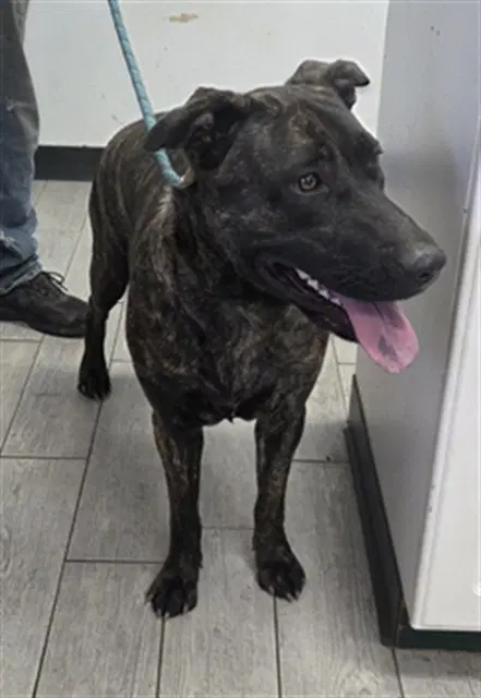 Austina - Pit Bull Terrier