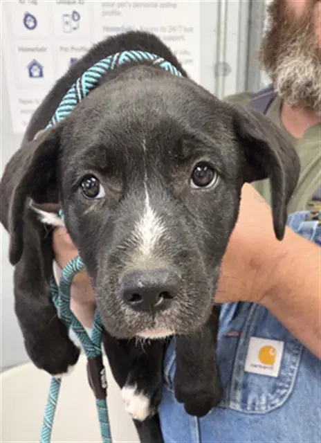 Raggs - Labrador Retriever